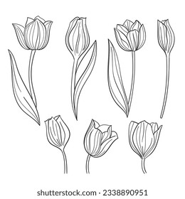 tulip outline. Tulip flower line art. Hand drawn set of tulips branches. Tulip Flower isolated on white background. vector illustration. tulip sketch. Abstract floral hand drawing outline tulips.