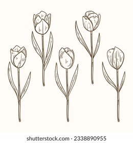 tulip outline. Tulip flower line art. Hand drawn set of tulips branches. Tulip Flower isolated on white background. vector illustration. tulip sketch. Abstract floral hand drawing outline tulips.