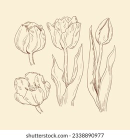 tulip outline. Tulip flower line art. Hand drawn set of tulips branches. Tulip Flower isolated on white background. vector illustration. tulip sketch. Abstract floral hand drawing outline tulips.