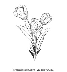 tulip outline. Tulip flower line art. Hand drawn set of tulips branches. Tulip Flower isolated on white background. vector illustration. tulip sketch. Abstract floral hand drawing outline tulips.