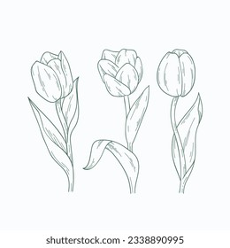 tulip outline. Tulip flower line art. Hand drawn set of tulips branches. Tulip Flower isolated on white background. vector illustration. tulip sketch. Abstract floral hand drawing outline tulips.