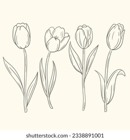 tulip outline. Tulip flower line art. Hand drawn set of tulips branches. Tulip Flower isolated on white background. vector illustration. tulip sketch. Abstract floral hand drawing outline tulips.