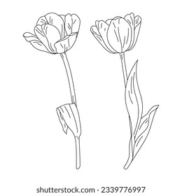 tulip outline. Tulip flower line art. Hand drawn set of tulips branches. Tulip Flower isolated on white background. vector illustration. tulip sketch. Abstract floral hand drawing outline tulips.