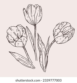 tulip outline. Tulip flower line art. Hand drawn set of tulips branches. Tulip Flower isolated on white background. vector illustration. tulip sketch. Abstract floral hand drawing outline tulips.