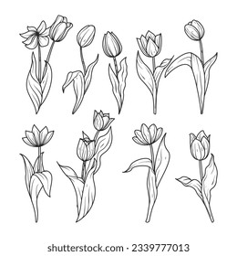 tulip outline. Tulip flower line art. Hand drawn set of tulips branches. Tulip Flower isolated on white background. vector illustration. tulip sketch. Abstract floral hand drawing outline tulips.