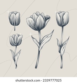 tulip outline. Tulip flower line art. Hand drawn set of tulips branches. Tulip Flower isolated on white background. vector illustration. tulip sketch. Abstract floral hand drawing outline tulips.