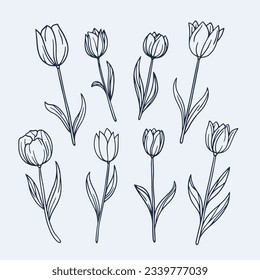 tulip outline. Tulip flower line art. Hand drawn set of tulips branches. Tulip Flower isolated on white background. vector illustration. tulip sketch. Abstract floral hand drawing outline tulips.