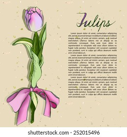 Tulip with pink band. Sketch illustration with free place for your text.