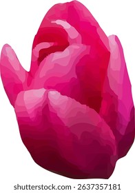 tulip pink and blooming  design20