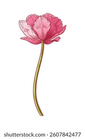 Tulip, pink elegance blooming flower isolated on white background. Beautiful spring bloom for Easter, Mother Day, Canadian Tulip Festival decor. Drawing vintage element for design. Vector illustration