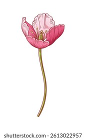 Tulip, pink elegance blooming flower isolated on white background. Beautiful spring bloom for Easter, Mother Day, Canadian Tulip Festival. Drawing botanical element for design. Vector illustration