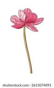 Tulip, pink elegance blooming flower isolated on white background. Beautiful spring bloom for Easter, Mother Day, Canadian Tulip Festival. Drawing botanical element for design. Vector illustration