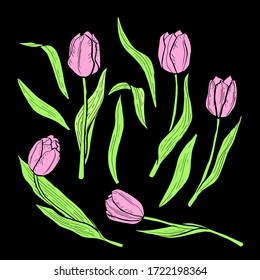 Tulip pink floral set vector background petal leaf