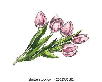 Tulip pink flowers bouquet, hand drawn sketch vector illustration isolated on white background. Decorative tulip element for spring and summer design and wedding card.