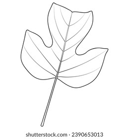 Tulip poplar or tulip tree leaf outline, vector botanical illustration. Large broad Liriodendron tulipifera leaf. Coloring book page.