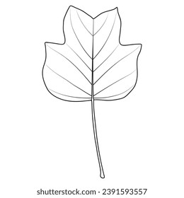 Tulip poplar or tulip tree leaf outline, vector botanical illustration. Liriodendron tulipifera leaf silhouette. Coloring book page.