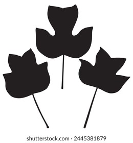 Tulip poplar or tulip tree leaf silhouettes, vector botanical illustration. Large broad Liriodendron tulipifera leaves.