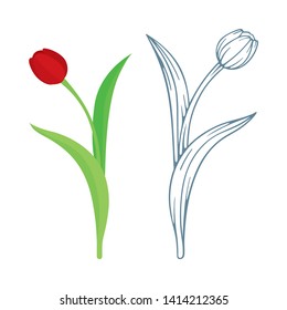Tulip. Realistic flat style and hand drawn tulips set. Tulip sketch drawing. 