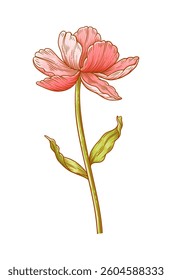 Tulip, red blooming flower isolated on a white background. Beautiful spring bloom for Easter, Mother Day or Canadian Tulip Festival. Drawing vintage element for design. Vector illustration