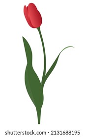 Tulip. Red bud. Fire flower. Vector illustration. Isolated background. A flowering plant from the lily family. Passion symbol. Flat style. Idea for web design, invitations, postcards. 