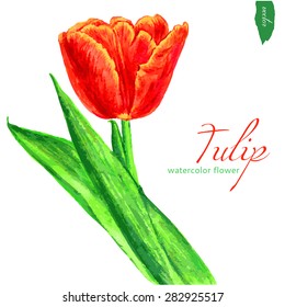 Tulip red flower watercolor hand drawn colorful vector illustration isolated on white background, Floral element for design package cosmetic, pattern, greeting card, wedding invitation, florist shop