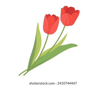 Tulip red spring flower illustration