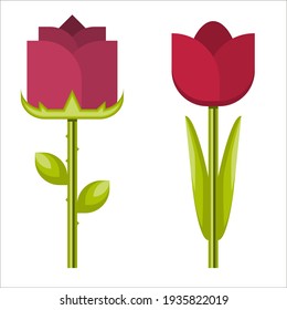 A tulip and a rose on a white background. Vector graphics for your design
