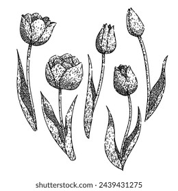 conjunto de tulipanes dibujado a mano. ramo de flores, tapa de primavera, rojo amarillo tulipán vector sketch. ilustración aislada negra