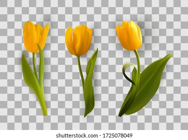 Tulip set on transparent background. Realistic 3d yellow flower vector illustration.