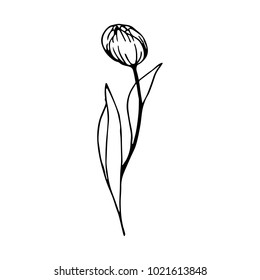 Tulip set vector illustration. Doodle style. Design, print, decor, textile, paper