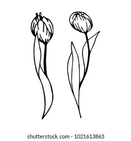 Tulip set vector illustration. Doodle style. Design, print, decor, textile, paper