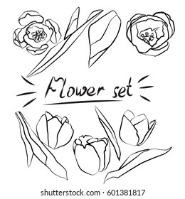 Tulip set in vector, sketch