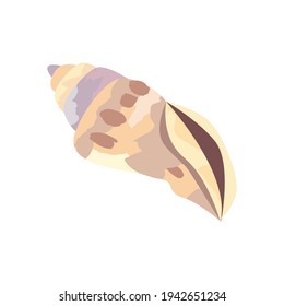 tulip shell on white background