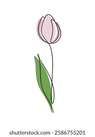 The tulip is a single-line drawing, hand-drawn, isolated on white, vector. Elegant spring flower in pastel pink shades. Botanical element for holiday, postcard design, decoration, flat design