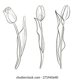 Tulip sketch