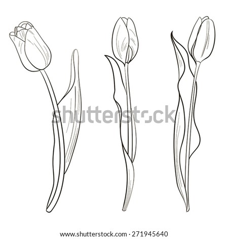 tulip sketch stock vector royalty free 271945640 shutterstock