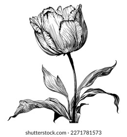 Tulip sketch. Hand drawn like ballpointed pen sketch styled detailed tulip flower. Vector Illustration. 