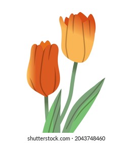 Tulip as Spring Blooming Plant with Large Reddish Flower and Green Leaf Vector Illustration