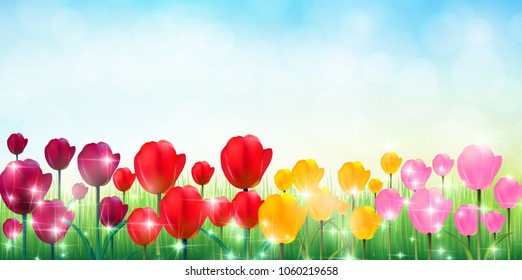 Tulip spring flower background