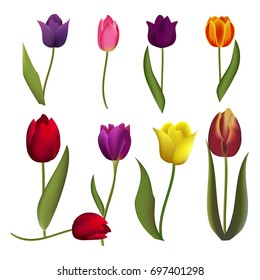 Tulip spring flower color. Vector illustration set tulips nature floral blossom beautiful colorful romantic plant bloom. Leaf realistic flora 3d isolated petal decoration natural bright season garden.