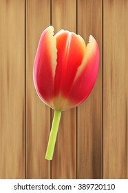 Tulip. Spring flower. EPS10 vector