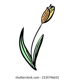 Tulip spring flower sketch icon. Floral botany vector hand drawn element. Doodle illustration