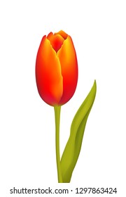 Tulip, spring flower,
Vector illustration isolated on white background