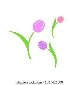 Tulip. Spring flowers. Isolated tulips on white background