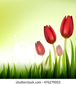 tulip spring over white background
