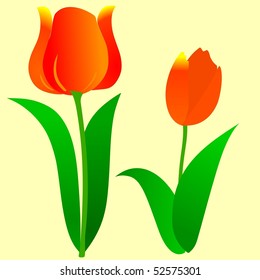 tulip texture