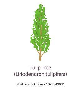 Tulip tree icon. Flat illustration of tulip tree vector icon for web