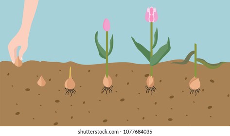 Tulip varieties flat icon set. Garden flower and house plants infographic. Vector illustration