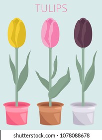 Tulip varieties flat icon set. Garden flower and house plants infographic. Vector illustration