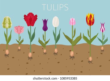 Tulip varieties flat icon set. Garden flower and house plants infographic. Vector illustration